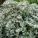 Deutzia x rosea 'Multiflora' P1D